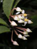 �}�������E�̉�