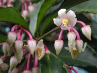 �}�������E�̉�