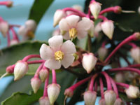 �}�������E�̉�