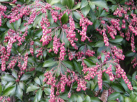 写真「アセビ〔馬酔木〕の花」