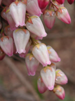 写真「アセビ〔馬酔木〕の花」