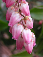 写真「アセビ〔馬酔木〕の花」