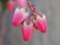 写真「アセビ〔馬酔木〕の花」