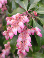 写真「アセビ〔馬酔木〕の花」