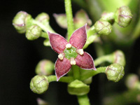 アオキ〔青木〕の花（写真）