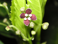 アオキ〔青木〕の花（写真）