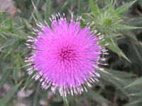 アザミ〔薊〕の花（写真）