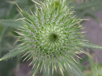 アザミ〔薊〕の花（写真）