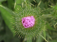 アザミ〔薊〕の花（写真）