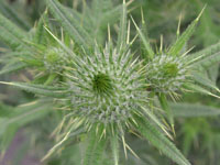 アザミ〔薊〕の花（写真）