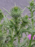 アザミ〔薊〕の花（写真）