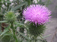 アザミ〔薊〕の花（写真）