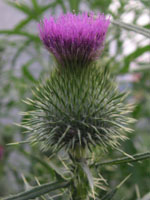 アザミ〔薊〕の花（写真）