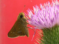 アザミ〔薊〕の花（写真）