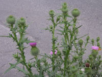 アザミ〔薊〕の花（写真）