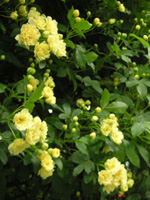 写真「モッコウバラ〔木香薔薇〕の花」