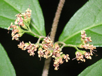 写真「ムラサキシキブ〔紫式部〕の花」