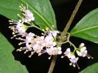 写真「ムラサキシキブ〔紫式部〕の花」