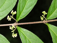 写真「ムラサキシキブ〔紫式部〕の花」