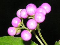 写真「ムラサキシキブ〔紫式部〕の実」