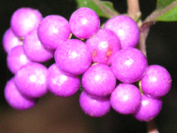 写真「ムラサキシキブ〔紫式部〕の実」