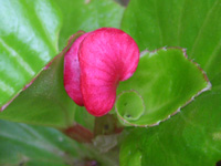 写真「ベゴニア〔Begonia〕の花」