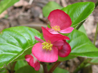 写真「ベゴニア〔Begonia〕の花」