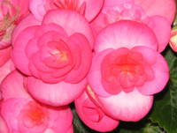 写真「ベゴニア〔Begonia〕の花」