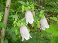 写真「ホタルブクロ〔蛍袋〕の花」