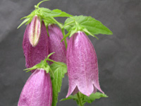 写真「ホタルブクロ〔蛍袋〕の花」