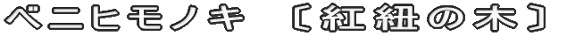 ベニヒモノキ　〔紅紐の木〕