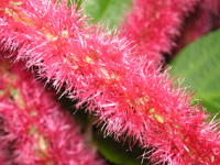 写真「ベニヒモノキ〔紅紐の木〕の花」