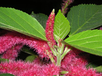 写真「ベニヒモノキ〔紅紐の木〕の花」