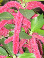 写真「ベニヒモノキ〔紅紐の木〕の花」