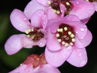 写真「ヒマラヤユキノシタの花」