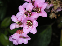 写真「ヒマラヤユキノシタ〕の花」