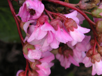 写真「ヒマラヤユキノシタの花」