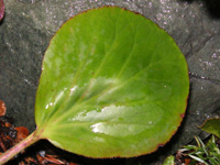 写真「ヒマラヤユキノシタの花」