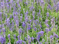 ブルーサルビアの花（写真）