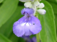 ブルーサルビアの花（写真）
