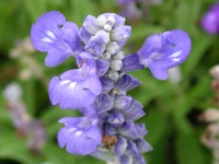 ブルーサルビアの花（写真）