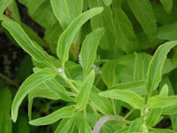 ブルーサルビアの花（写真）