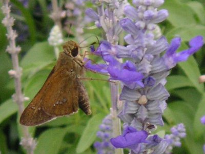 ブルーサルビアの花（写真）