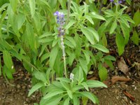 ブルーサルビアの花（写真）