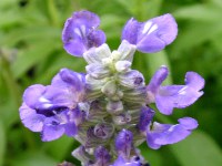 ブルーサルビアの花（写真）
