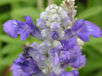 ブルーサルビアの花（写真）