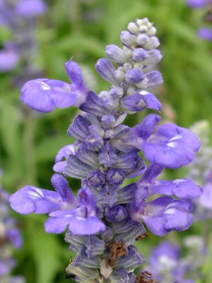 ブルーサルビアの花（写真）
