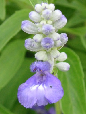 ブルーサルビアの花（写真）