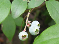 写真「ブルーベリー〔Blueberry〕の花」