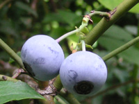 写真「ブルーベリー〔Blueberry〕の花」